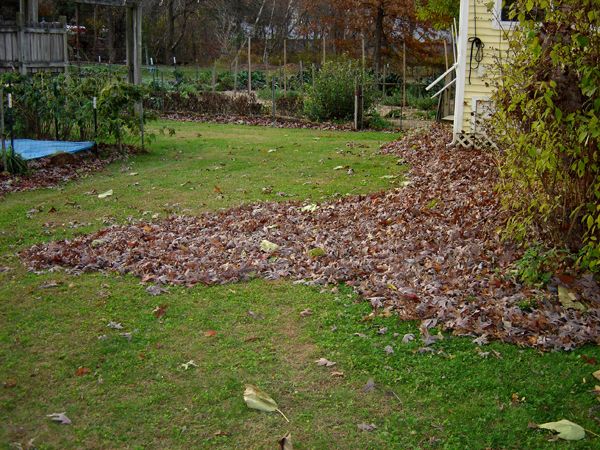 Leaves on east side of house crop Nov 2025.jpg