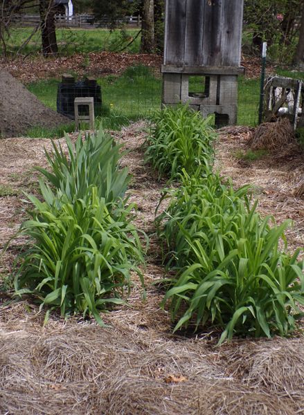 Small garden - daylilies before crop May 2023.jpg