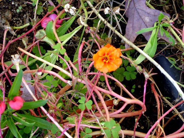 East of Steps - portulaca crop Oct 2025.jpg