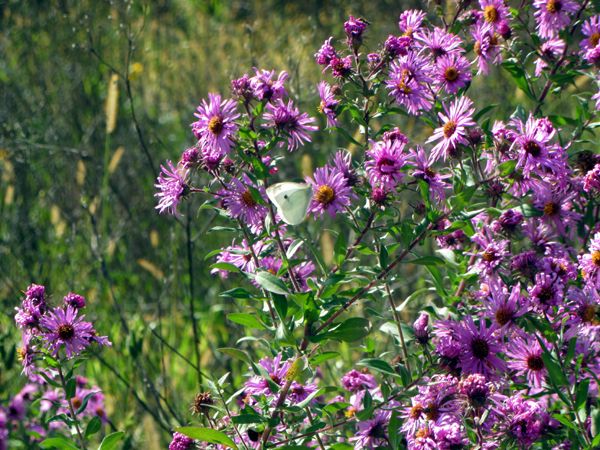 Wildflowers - butterfly on N E asters crop Sept 2025.jpg