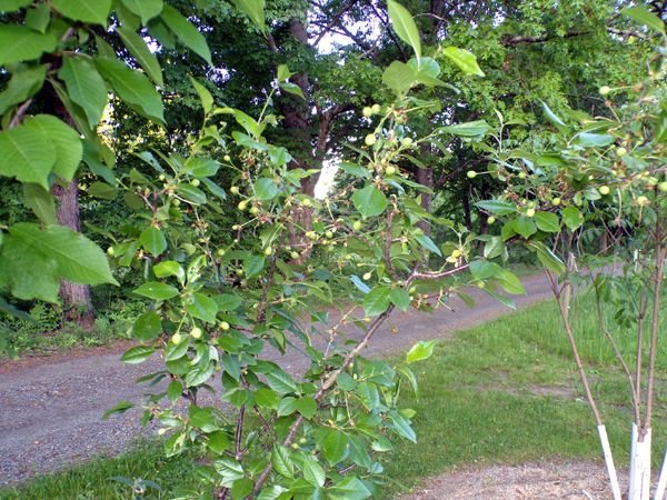 Little trees - 1. North Star cherries crop May 2024.jpg