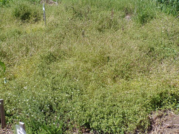 New Herb - the walkways before crop May 2022.jpg