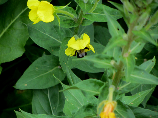 Bee on evening primrose crop August 2025.jpg