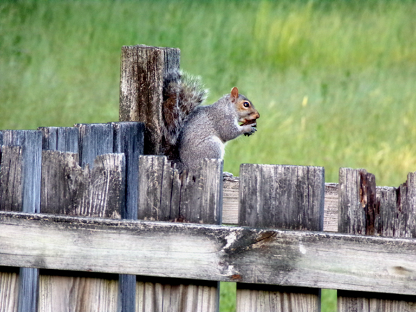 Squirrel on fort crop May 2024.jpg
