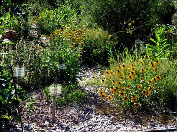New Herb - blackeyed susan and calendula volunteers crop August 2025.jpg