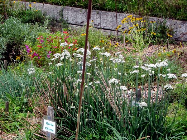 New Herb - Row 7, garlic chive flowers crop August 2025.jpg