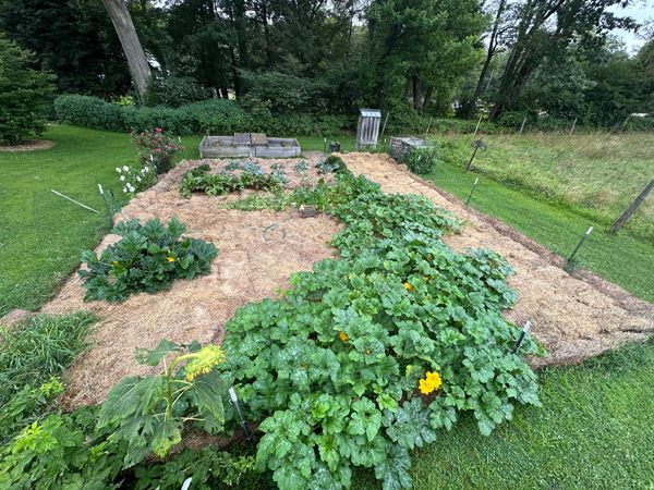 Small garden - finished crop August 2025.jpg