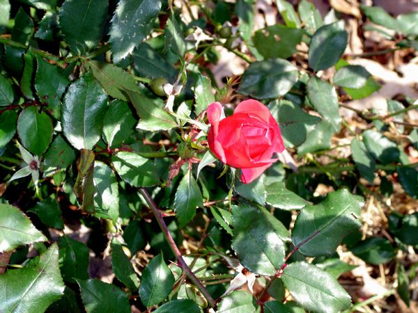 Big rose - flower crop Nov 2025.jpg