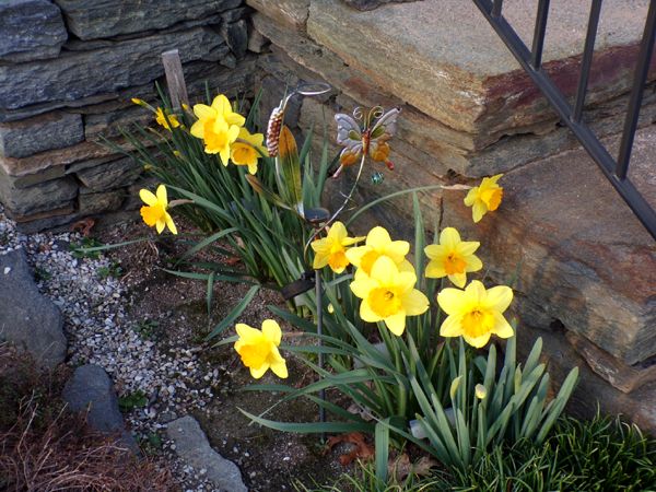 West of Steps - daffs in evening sun crop April 2024.jpg