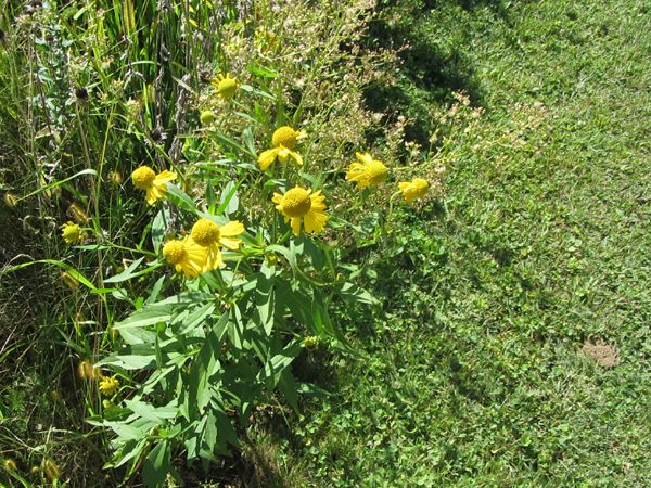 3rd Fence - sneezeweed crop Sept 2025.jpg