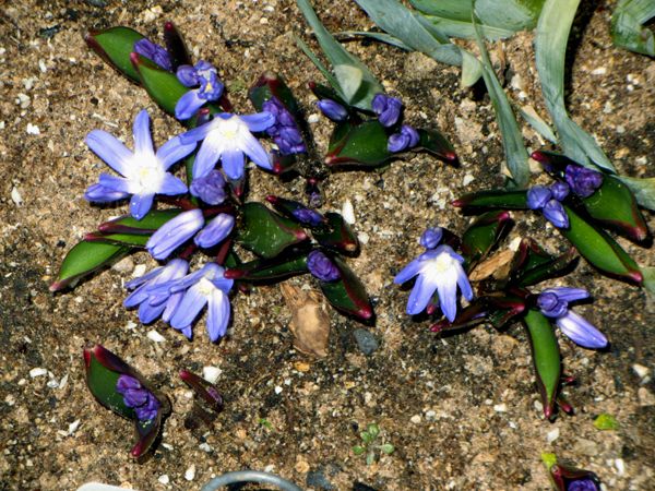 New South - chiondoxa crop March 2025.jpg
