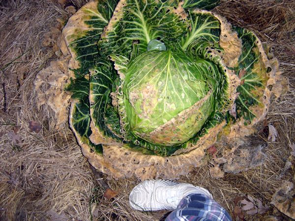 Big garden - Pam's foot and cabbage crop Oct 2025.jpg