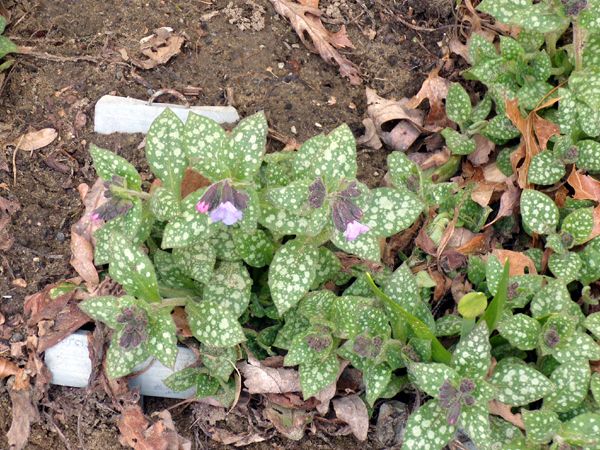 New East - 1st lungwort flowers crop April 2024.jpg