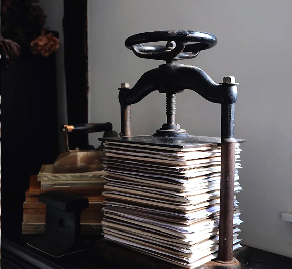 Rose Thief flower press.jpg