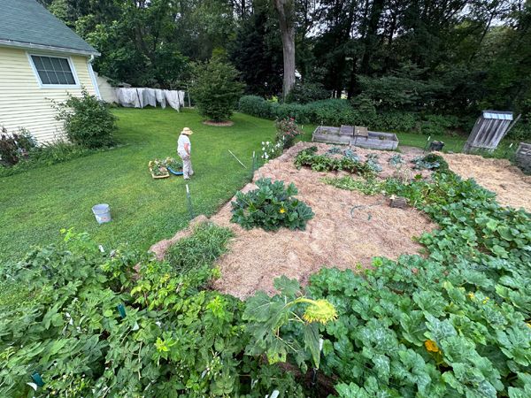 Pam and Small garden finished crop August 2025.jpg