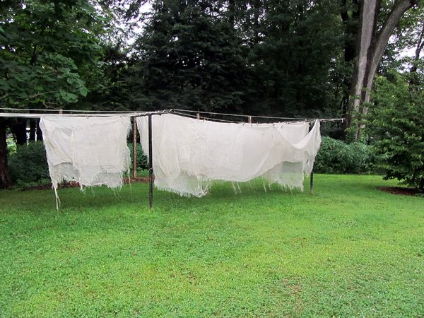Patches - hung to dry crop August 2025.jpg