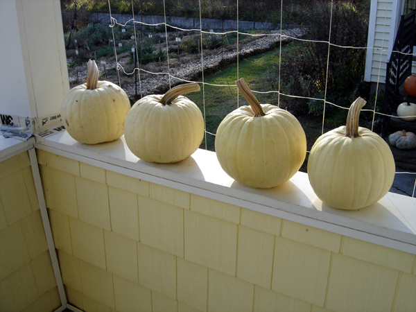White pumpkins on porch crop Oct 2025.jpg