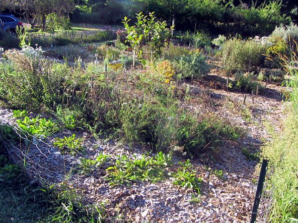 New Herb - early morning sun crop August 2025.jpg