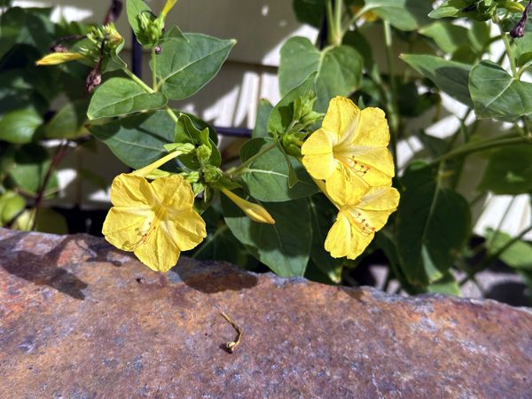 South - 4 O'clocks1 crop Sept 2025.jpg