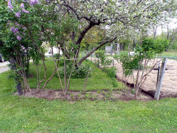 Rosebed - finished2 crop May 2024.jpg