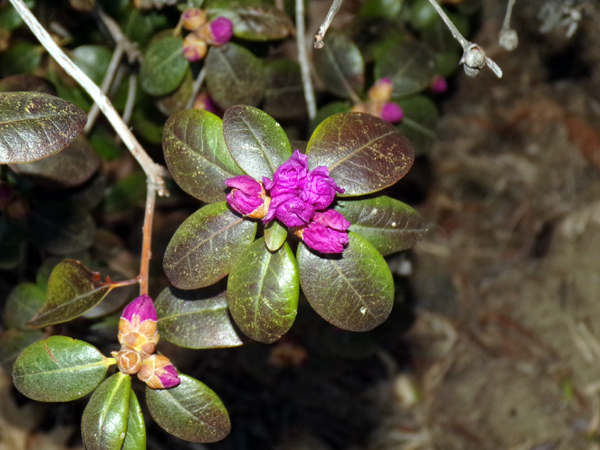 Barn rhododendron buds close-up crop April 2024.jpg