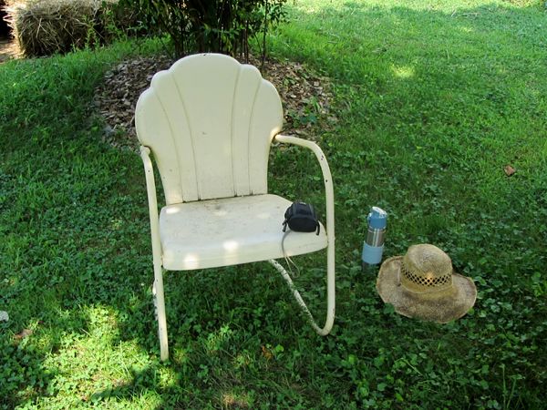 Chair under magnolia crop August 2025.jpg