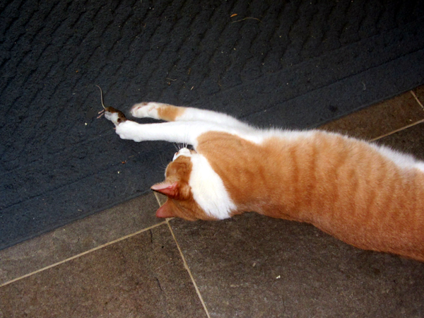 Larry and mouse crop August 2025.jpg