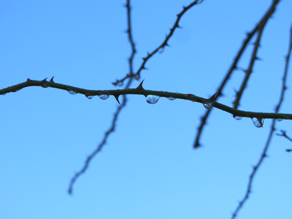 Frozen water drops1 crop Jan 2025.jpg