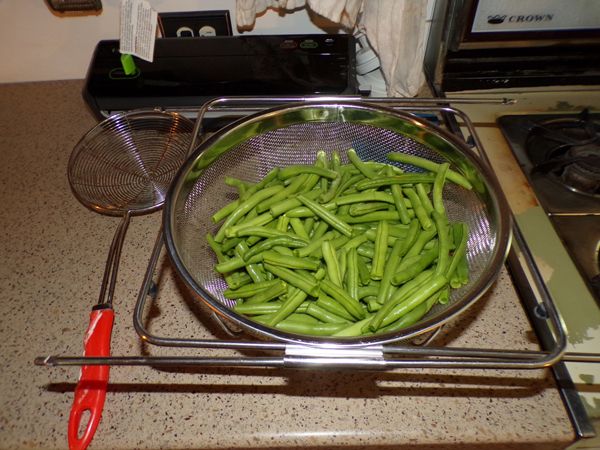 Next to last of green beans crop Sept. 2021.jpg
