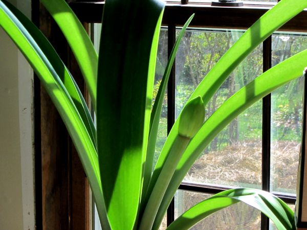 Large amaryllis - new bud crop Sept 2025.jpg