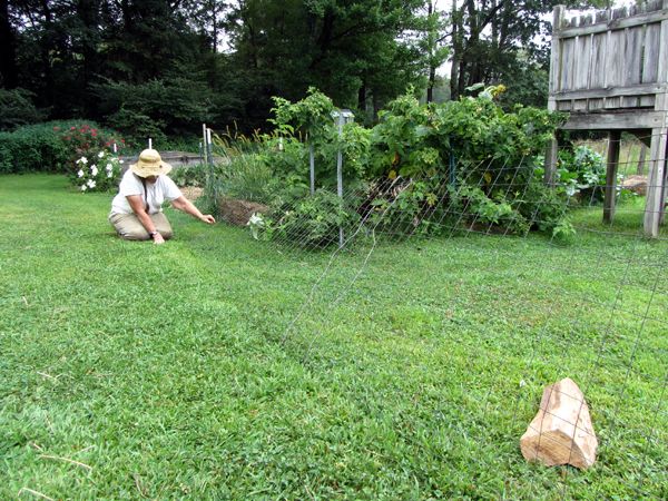 Pam cleaning pea fences crop August 2025.jpg
