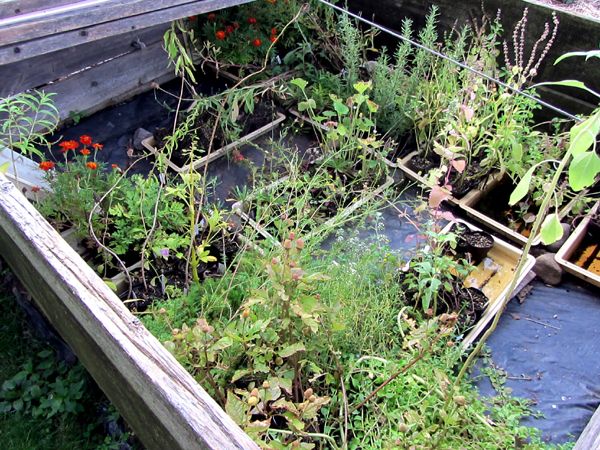 Cold frames - still full crop August 2025.jpg