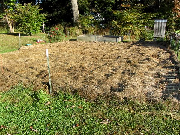 Small garden - cleaned out crop Oct 2025.jpg