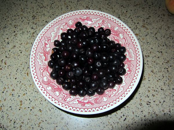 Harvest - chokeberries crop August 2025.jpg
