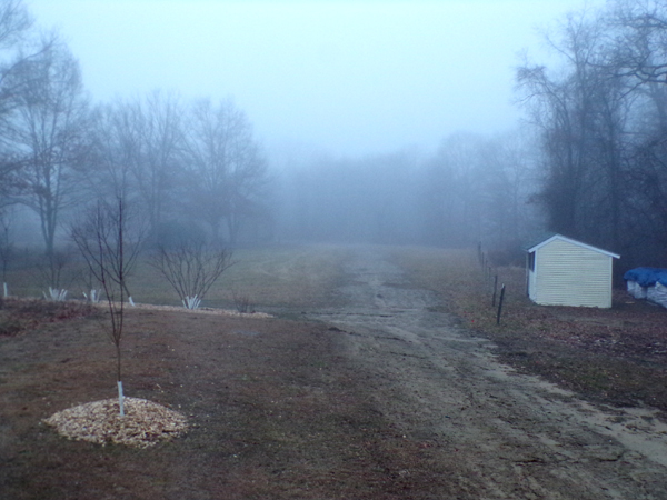 Foggy morning1 crop Feb. 2024.jpg