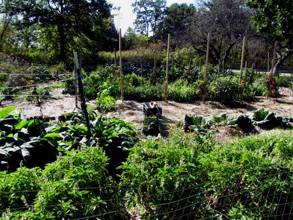 Big garden crop Oct 2025.jpg