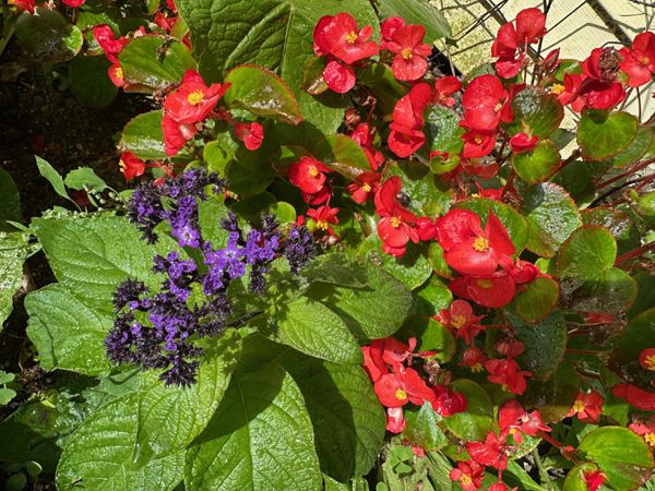 East Shed - heliotrope and begonia crop Sept 2025.jpg
