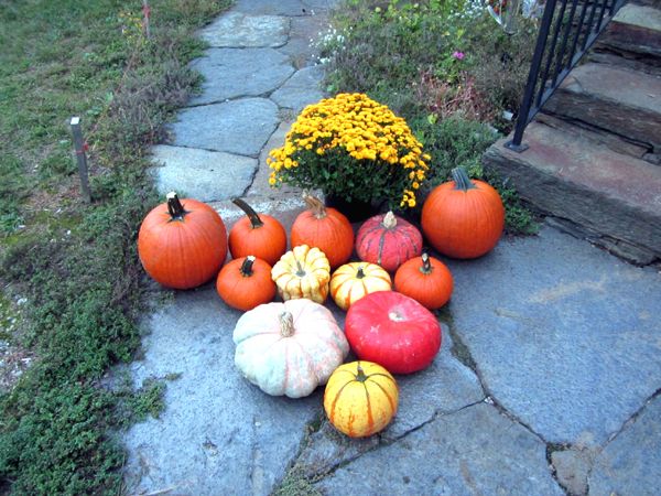 Pumpkins and goldy mum crop Sept 2025.jpg
