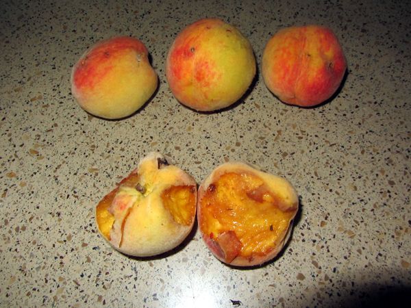 Reliance peach - 1st harvest crop August 2024.jpg