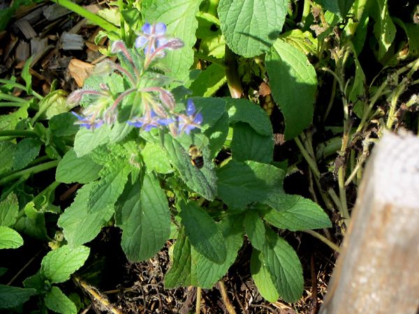 Bee and borage crop Sept 2025.jpg