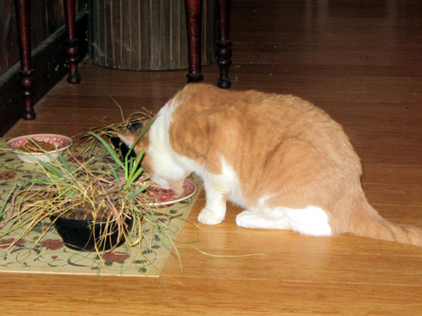 Christmas - Larry with chicken-duck breakfast crop Dec 2024.jpg