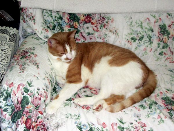 Larry on couch crop July 2025.jpg
