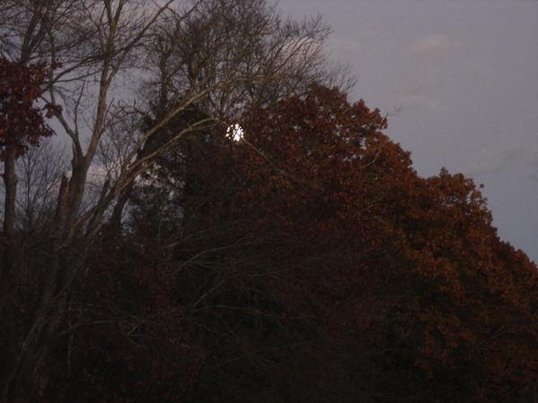 Moon behind trees crop Nov 2025.jpg