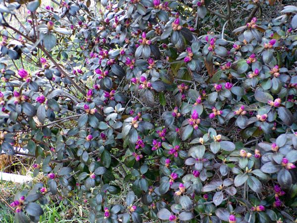 Barn rhododendron buds crop April 2024.jpg