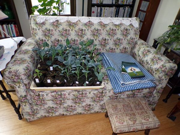 Kale on couch crop April 2024.jpg