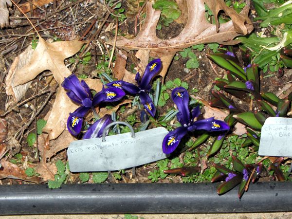 East Shed - reticulata and chiondoxa crop March 2025.jpg