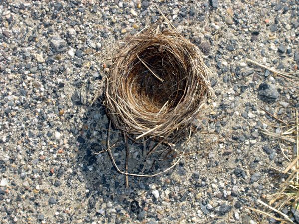 Bird's nest crop Nov 2025.jpg