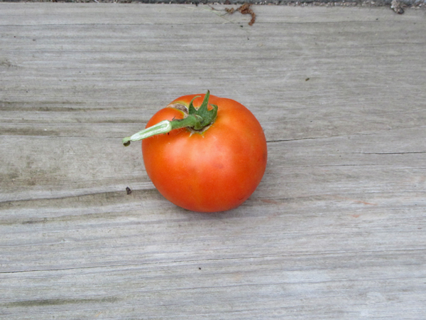 Harvest - 1st tomato crop August 2025.jpg