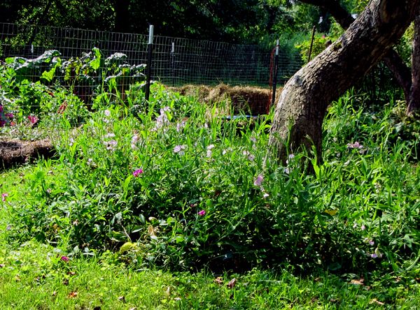 Crabtree - per. swet pea garden crop August 2025.jpg