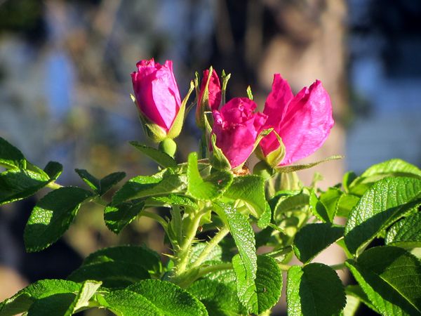 Rugosa rose buds crop August 2025.jpg